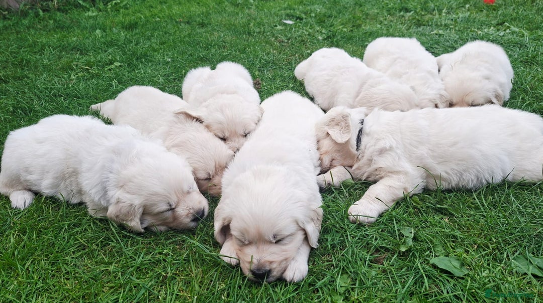 Golden Retriever dogs for sale: Cream Golden Retriever Puppies –Family Raised  - Image 3
