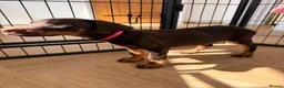 Dobermann dogs for sale: ⭐ READY NOW ⭐ 1 LEFT!! Doberman Puppies for sale  - Advert 6