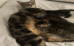Bengal cats for sale: Litter of five stunning bengal/tabby mix kittens  - Image 14