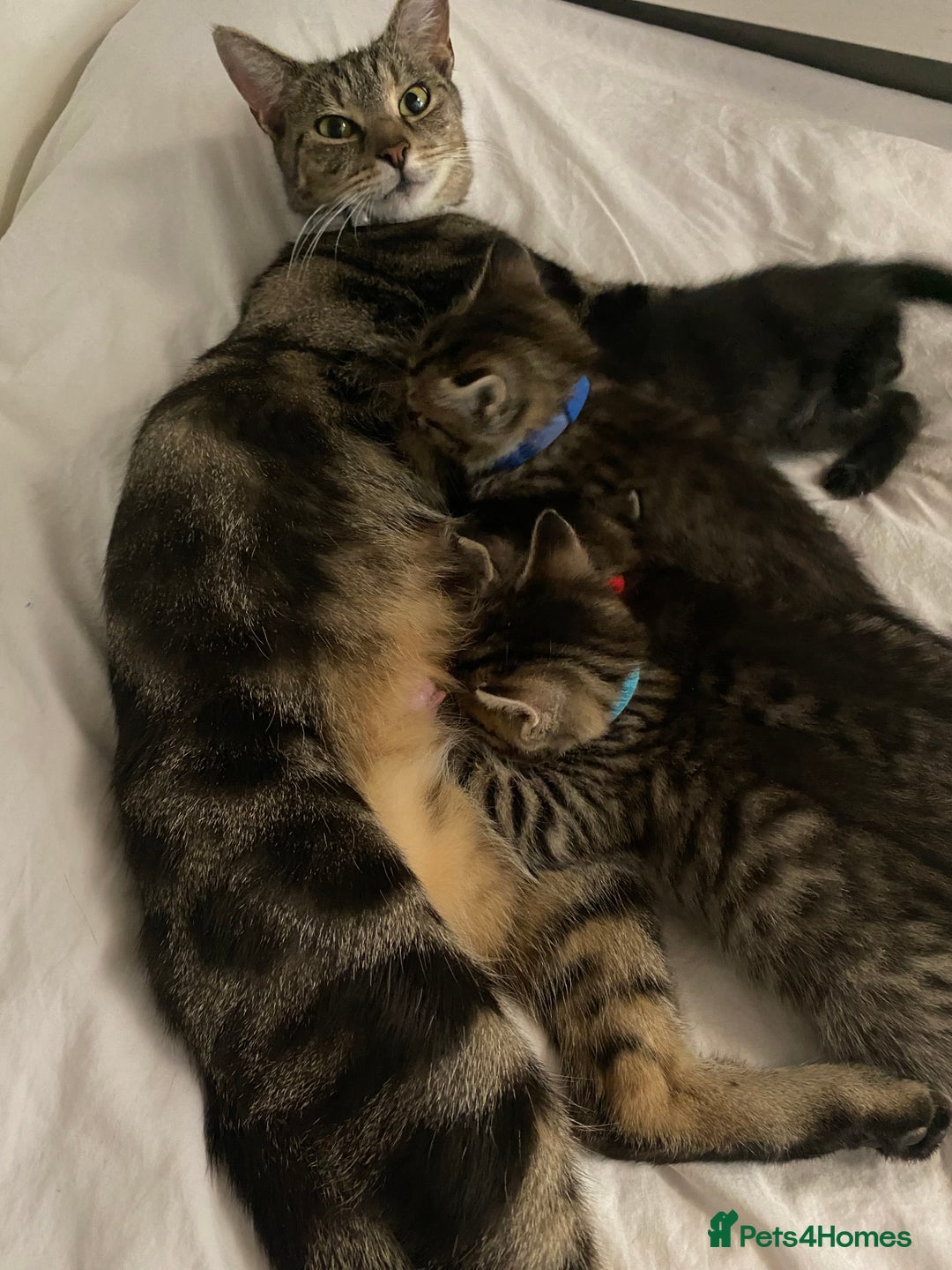 Bengal cats for sale: Litter of five stunning bengal/tabby mix kittens  - Image 14