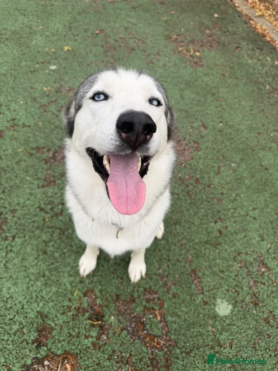 Siberian Husky dogs for sale: Male Siberian Husky - Advert 2