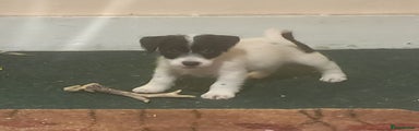 Jack Russell Puppy 3