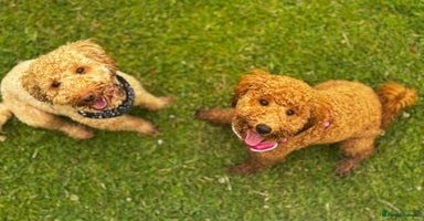 Cavapoo dogs - Advert 1