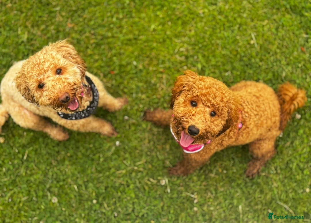 Cavapoo dogs for sale: F1B Cavapoo puppies - Image 2