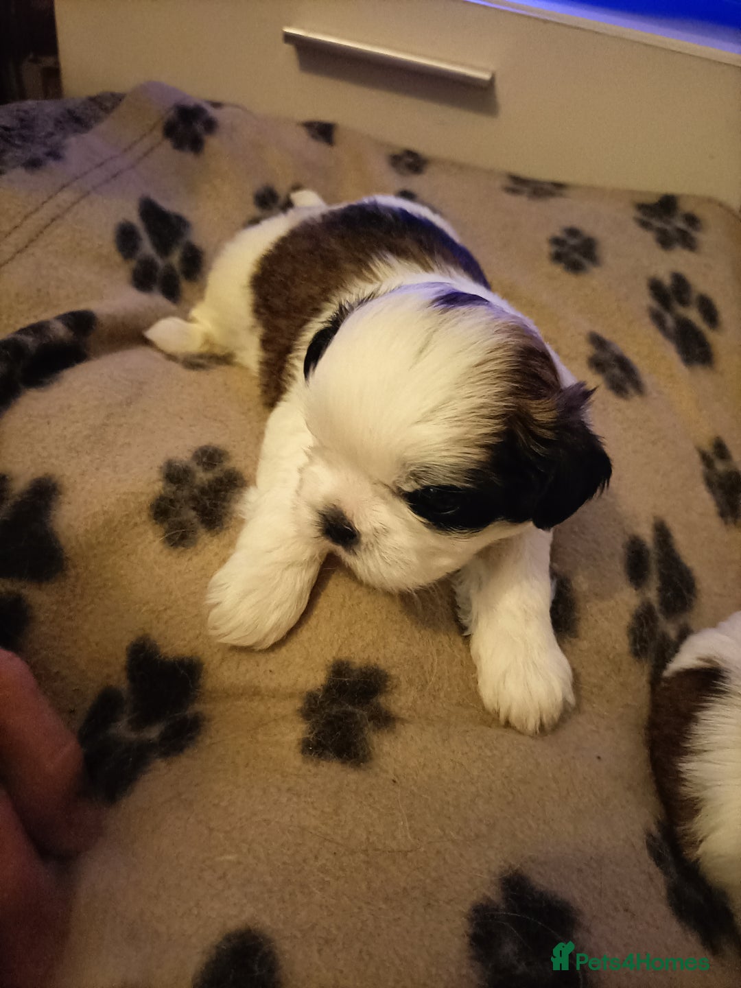 Shih Tzu dogs for sale: Shi zhi puppies for sale - Image 5