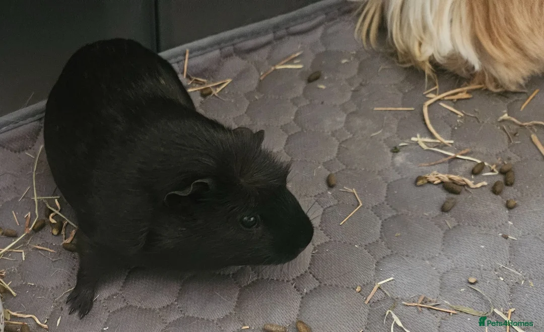 Guinea Pig rodents for sale: 2 Female Guinea Pigs in Glasgow - Advert 2
