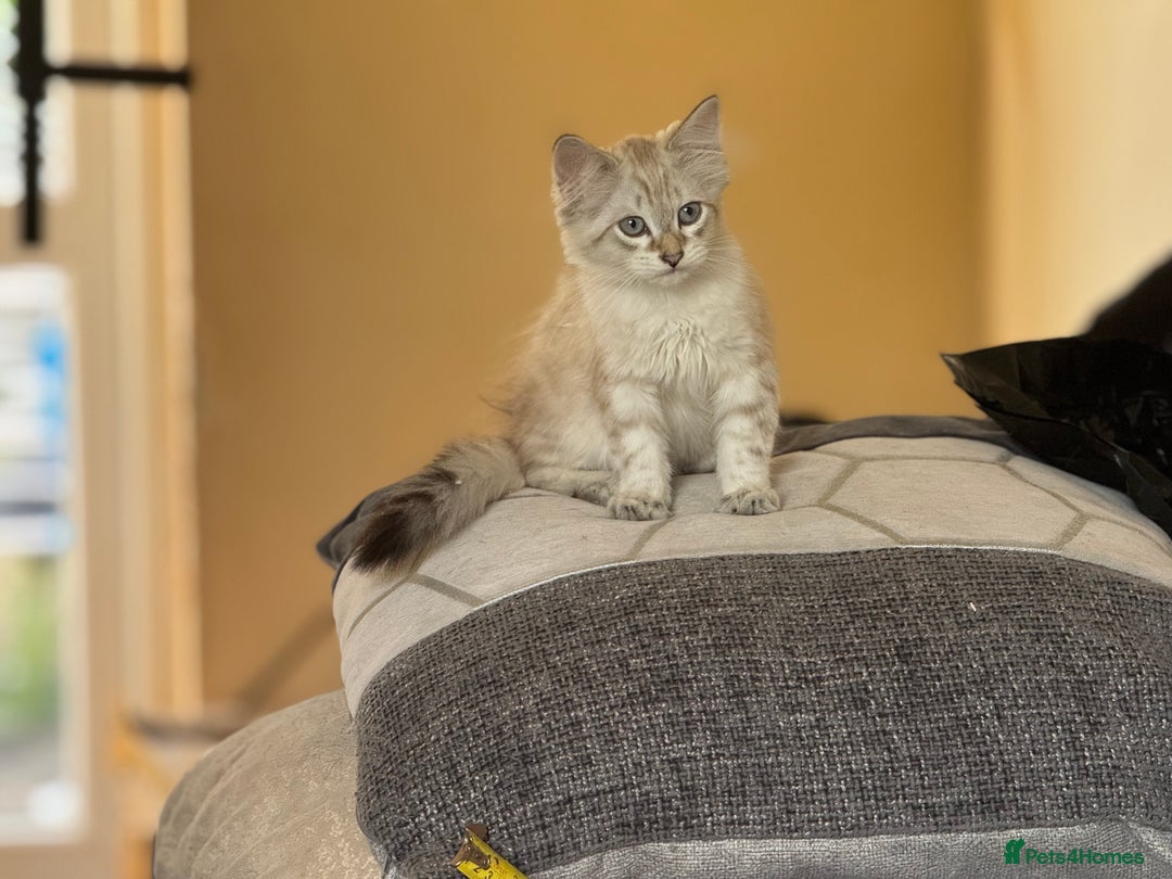 Siberian cats for sale: Two male  Siberian kittens - Image 9