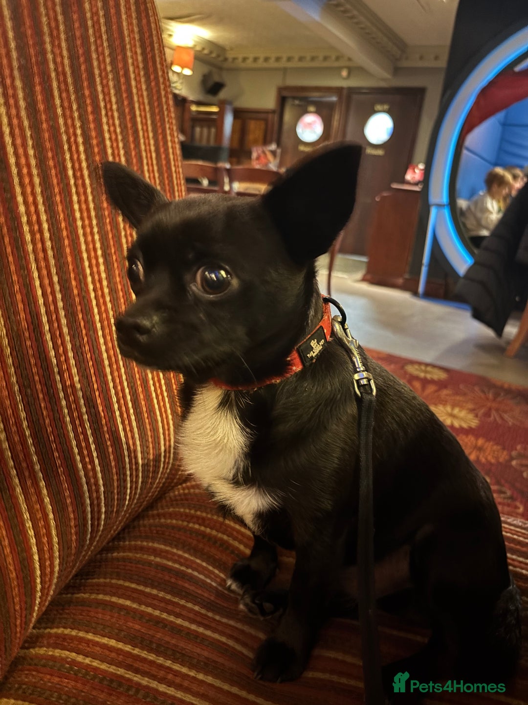 Chihuahua dogs for sale: Beautiful Chihuahua Puppies - Advert 16