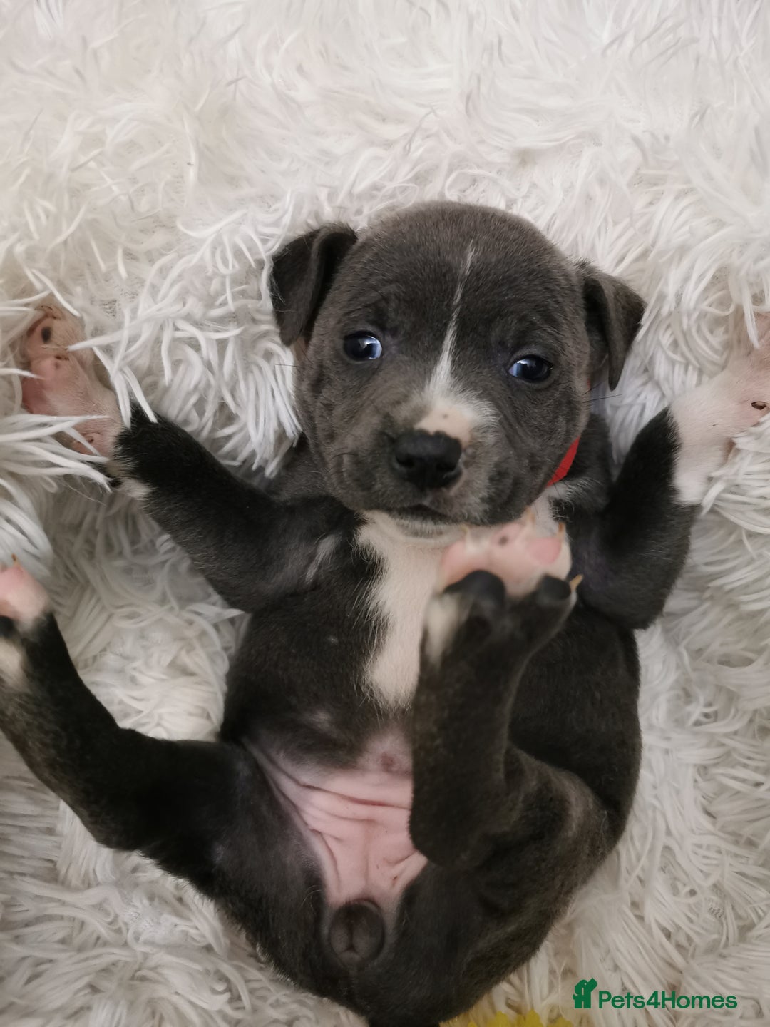 Staffordshire Bull Terrier dogs for sale: Staffordshire Bull Terrier puppies for sale  - Advert 20