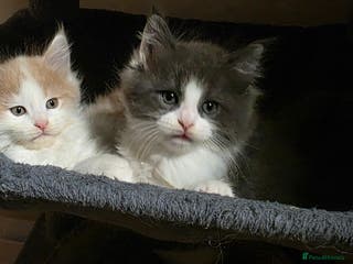 Maine Coon cats Tica reg maincoon kittens (active) 2 MALES LEFT - Advert 7