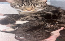 Mixed Breed cats for sale: Kittens for sale  - Image 7