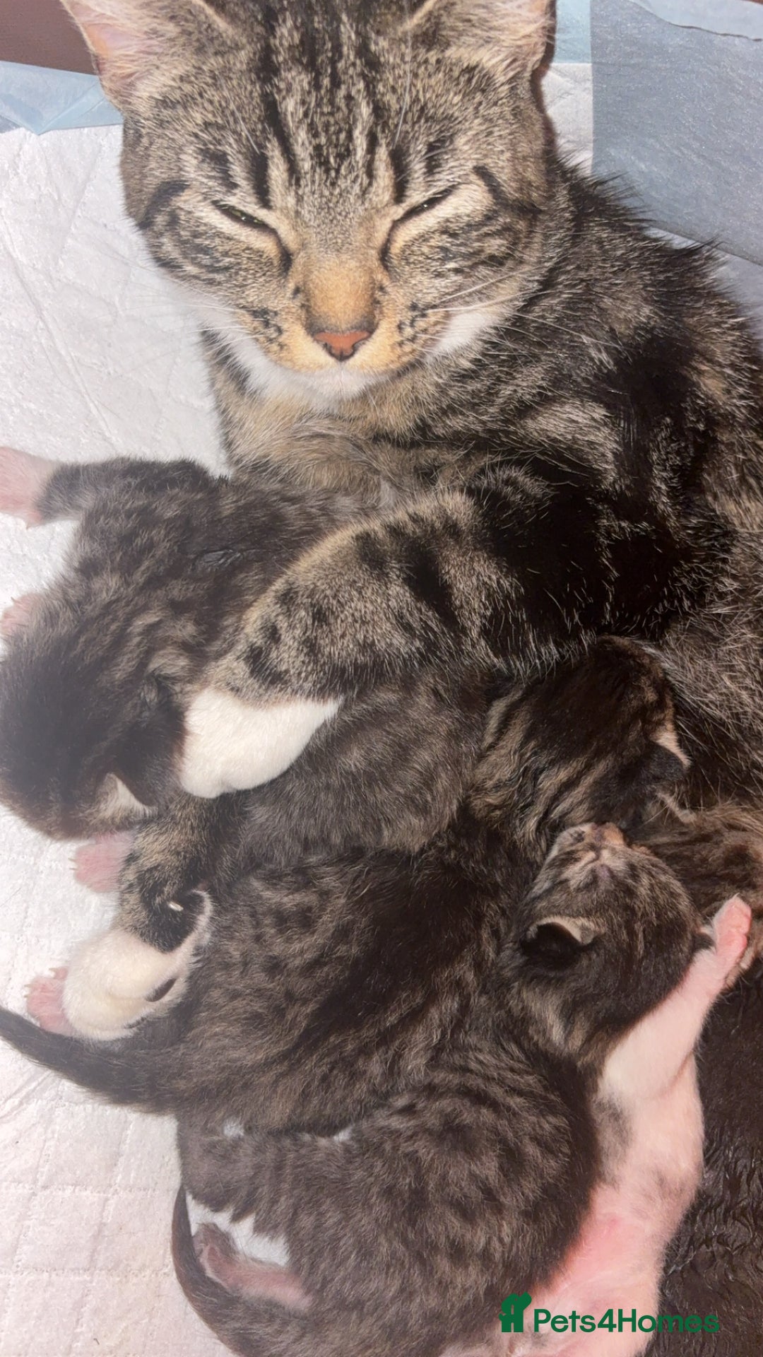 Mixed Breed cats for sale: Kittens for sale  - Image 7