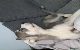 Siberian Husky dogs for sale: 9 month Husky Male - Image 4