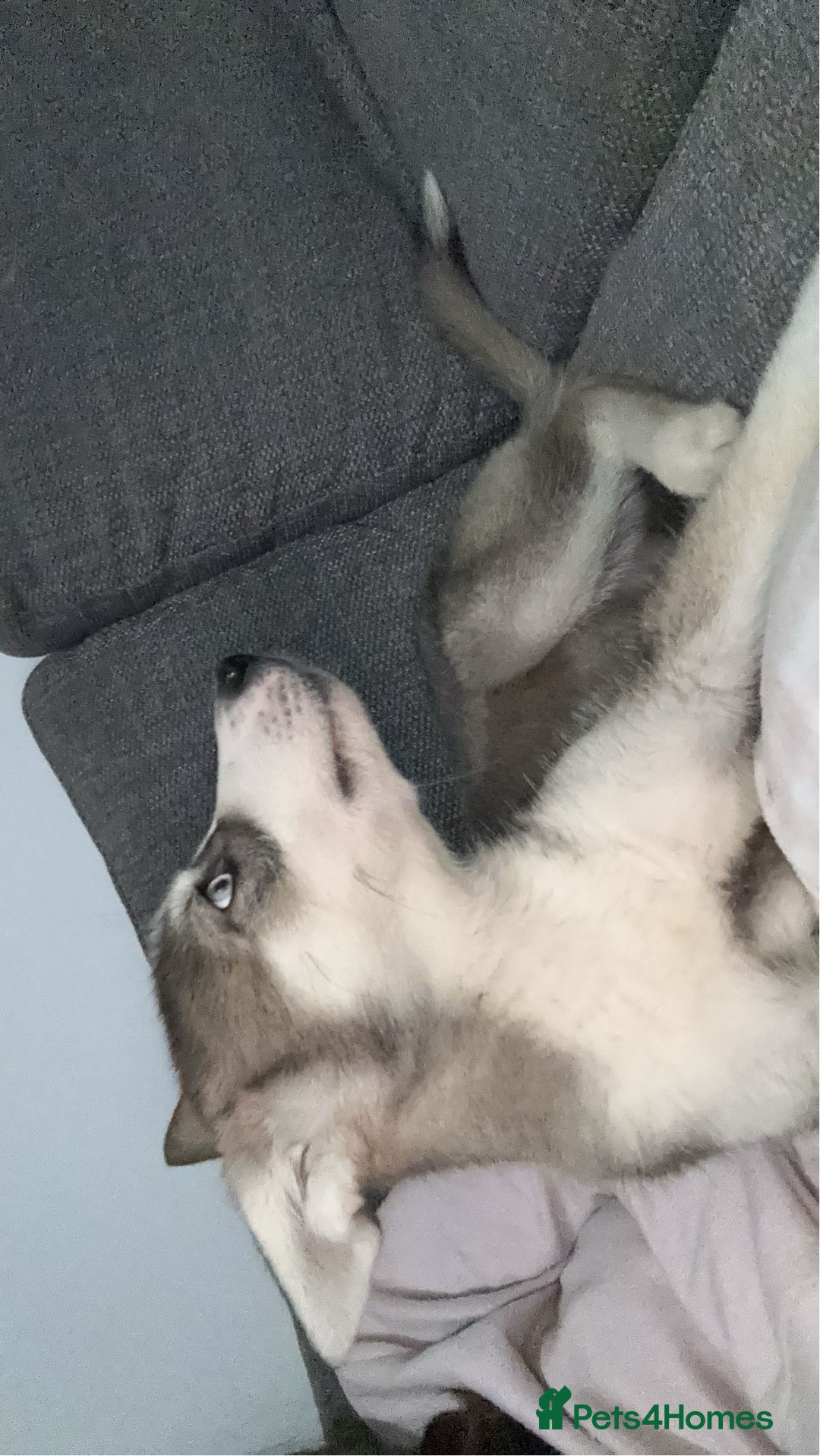 Siberian Husky dogs for sale: 9 month Husky Male - Image 4