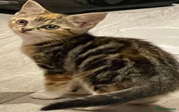 British Longhair cats for sale: 2 ADORABLE FLUFFY BRITISH LONGHAIR KITTENS LEFT!!! - Image 28