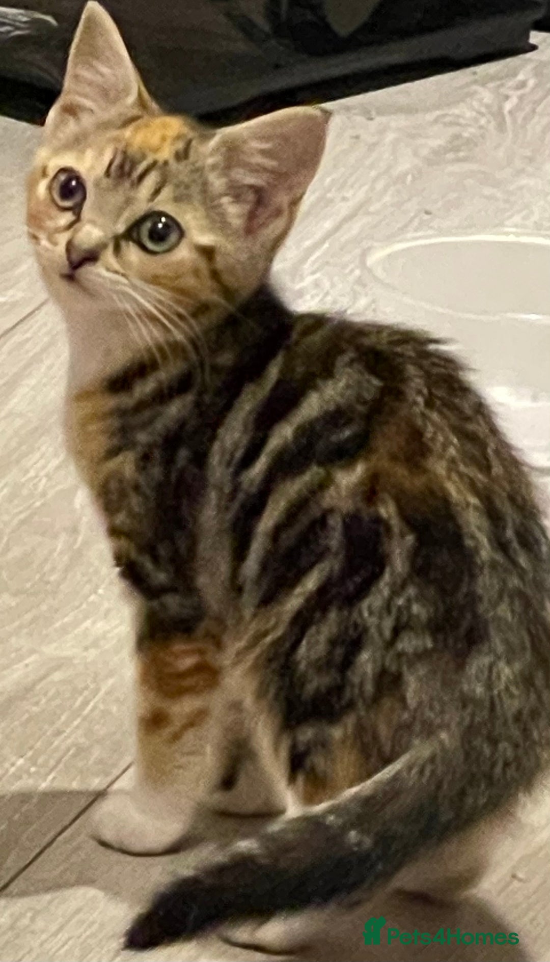 British Longhair cats for sale: 2 ADORABLE FLUFFY BRITISH LONGHAIR KITTENS LEFT!!! - Image 28