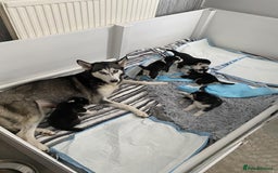 Siberian Husky dogs for sale: Friendly Siberian Huskies. Only 6 Left. - Image 5