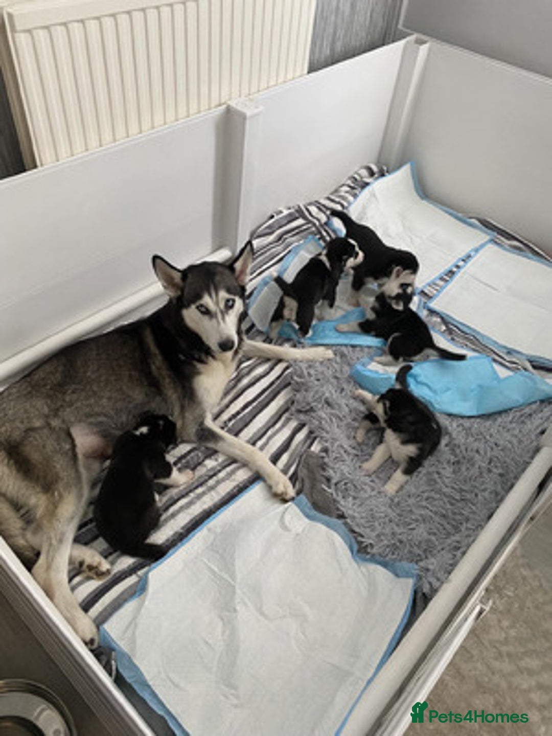 Siberian Husky dogs for sale: Friendly Siberian Huskies. Only 6 Left. - Image 5