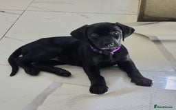 Mixed Breed dogs for sale: Dobermann X Weimaraner Cross Mix Puppies - Image 1