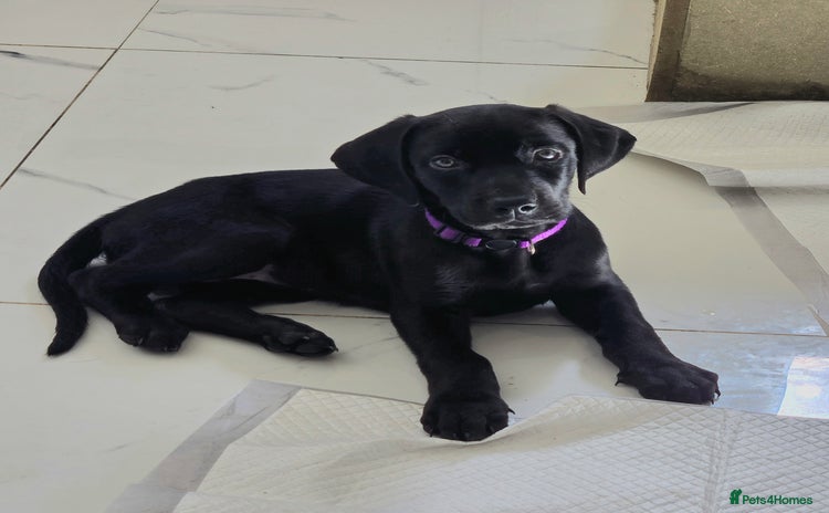 Mixed Breed dogs - Advert 11