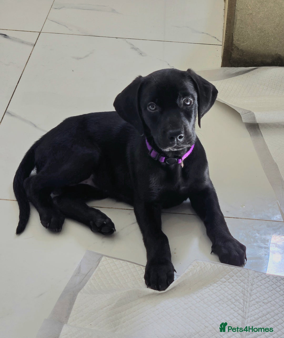 Mixed Breed dogs for sale: Dobermann X Weimaraner Cross Mix Puppies - Image 1