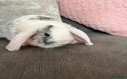 Mini Lop rabbits for sale: Beautiful mini lop rabbits for sale - Image 27