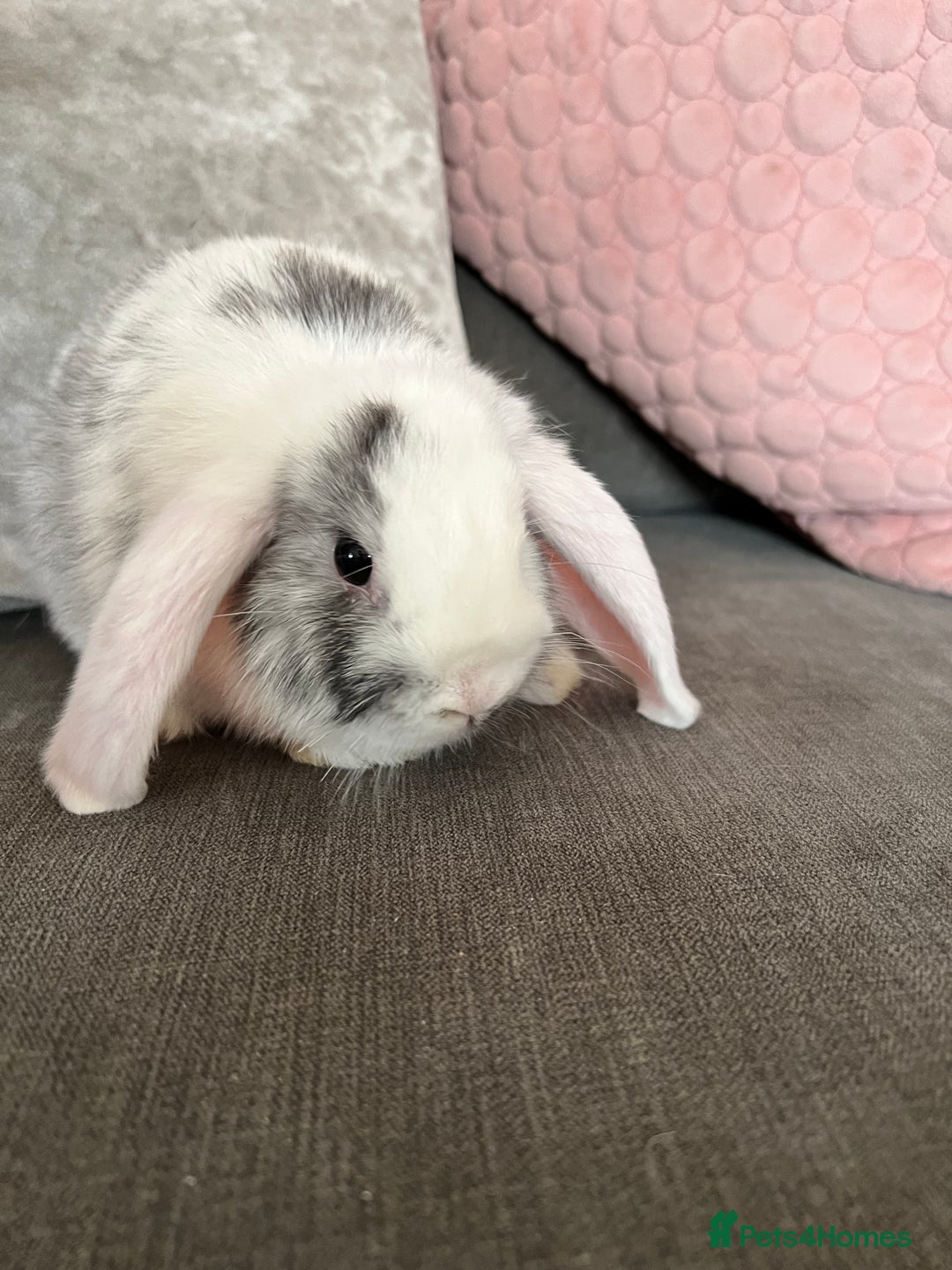 Mini Lop rabbits for sale: Beautiful mini lop rabbits for sale - Image 27