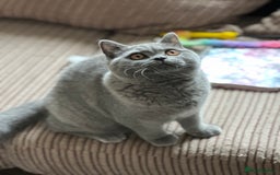 British Shorthair cats for sale: Excellent Champion line  - Image 15