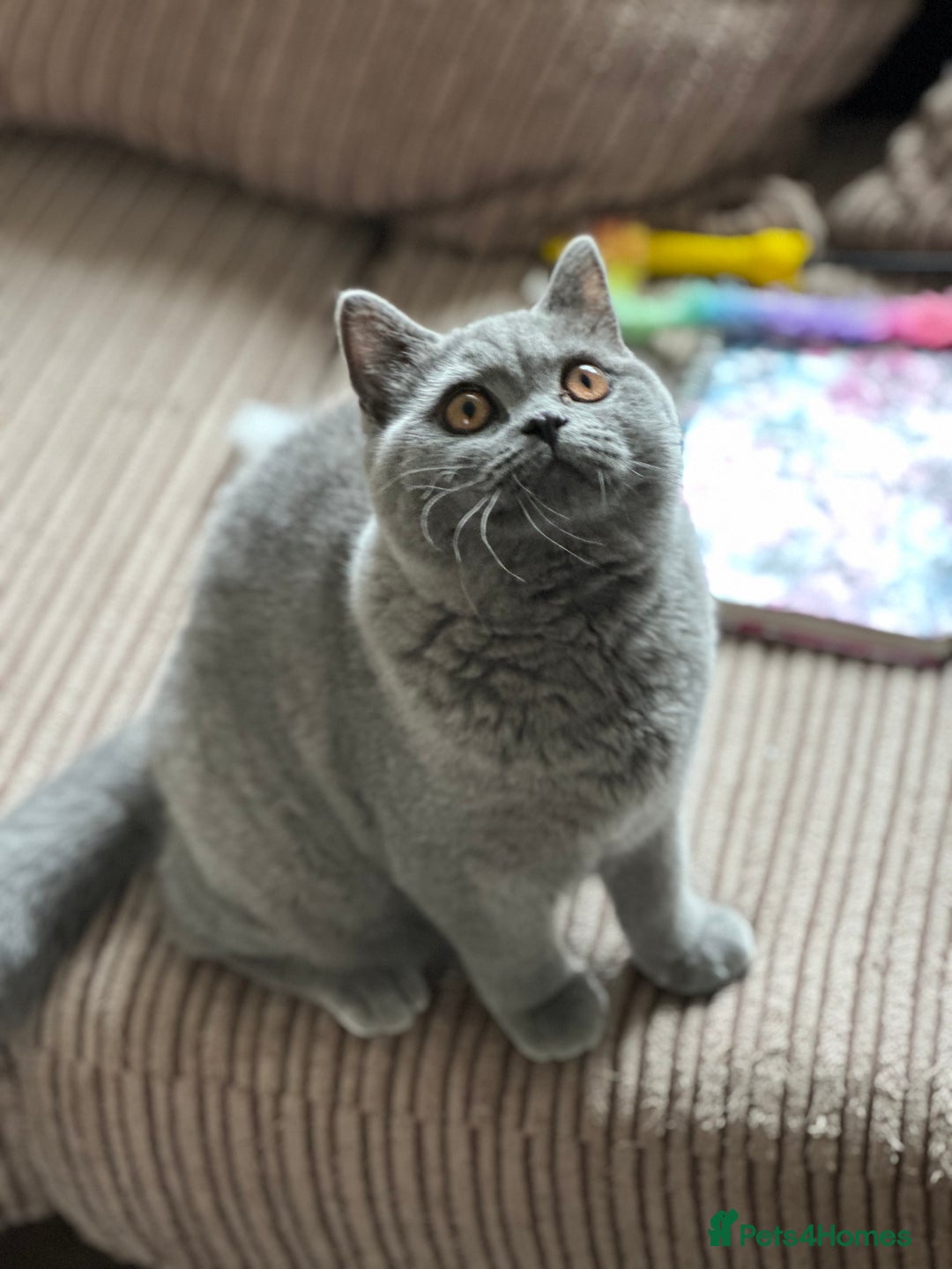British Shorthair cats for sale: Excellent Champion line  - Image 15