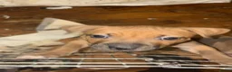 Staffordshire Bull Terrier dogs for sale: Staffy puppies  in London - Advert 7