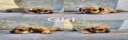 Mixed Breed dogs for sale: 7 Stunning Dorkie Puppies - Advert 23
