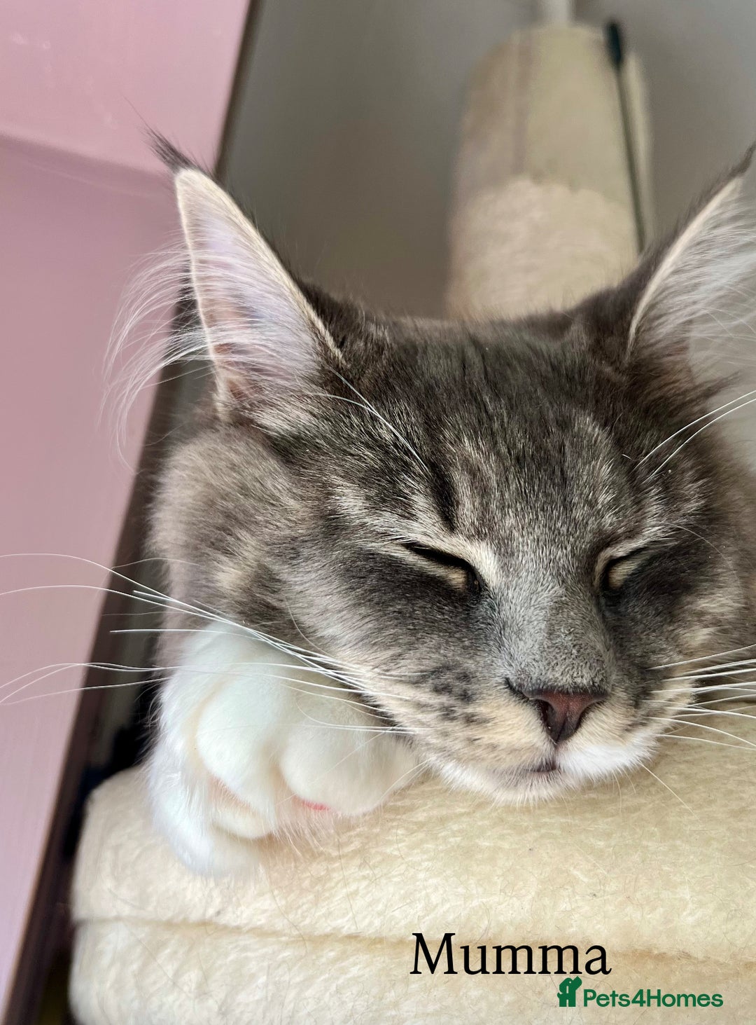 Maine Coon cats for sale: Maine coon cross kittens  - Image 14