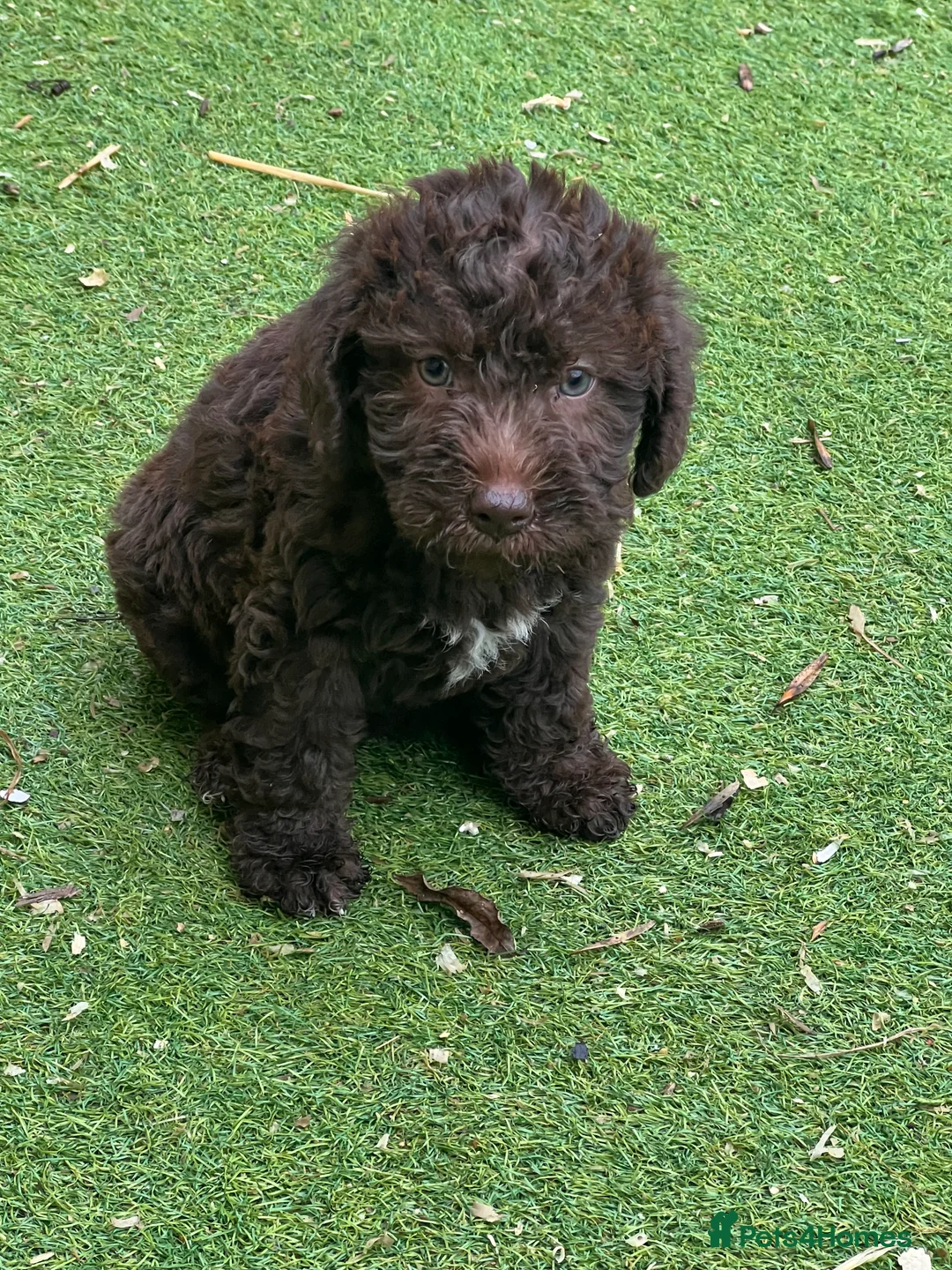 Bedlington Terrier dogs for sale: Bedlington terrier puppies ☺️ - Advert 13