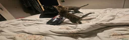 Mixed Breed cats for sale: 6 kittens for sale in Rotherham - Advert 4