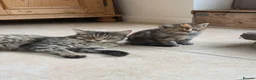 Mixed Breed cats for sale: Two girl kittens available  in Haslemere - Advert 10