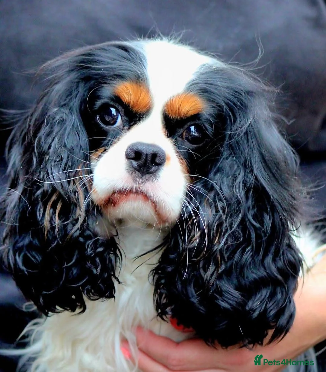 Cavalier King Charles Spaniel dogs for sale: KC CKC Dolly looking for loving lap! - Advert 2