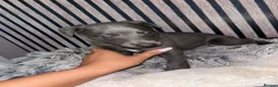 Whippet dogs for sale: Whippet pups for sale x5 boys x1 Girl - Advert 10
