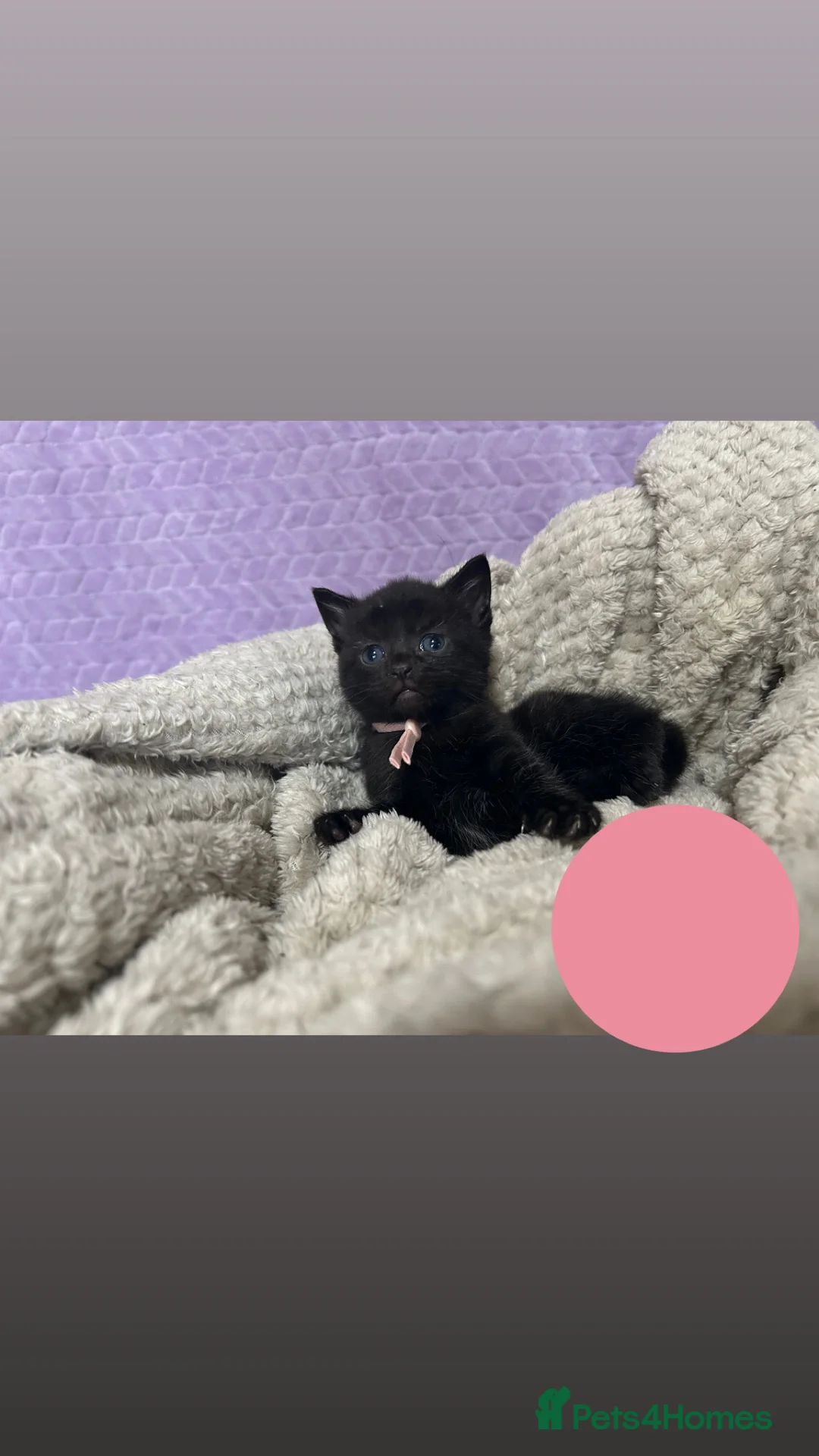 Domestic Shorthair cats for sale: kittens  - Advert 4