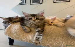 Maine Coon cats for sale: Pedigree Maine coon kittens purebreed XL in Waterlooville - Image 24