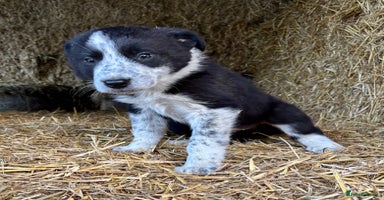 Border Collie dogs 🐾Ready Now 🐾 One Handsome Boy  - Advert 7