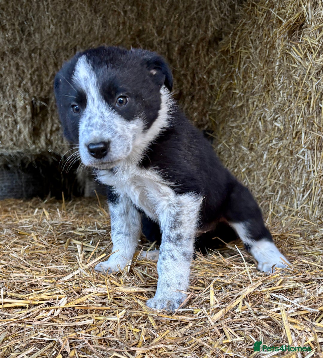 Border Collie dogs for sale: One Cheeky Boy  - Advert 2
