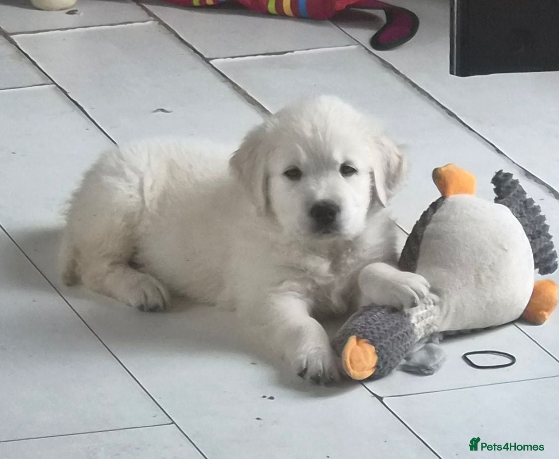 Golden Retriever dogs Exceptional  health tested male Golden Retriever - Advert 1