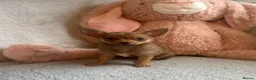 Chihuahua dogs for sale: Chihuahuas  - Advert 15