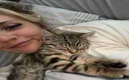 British Shorthair cats for sale: 6 month old Tabby kitten - Image 3