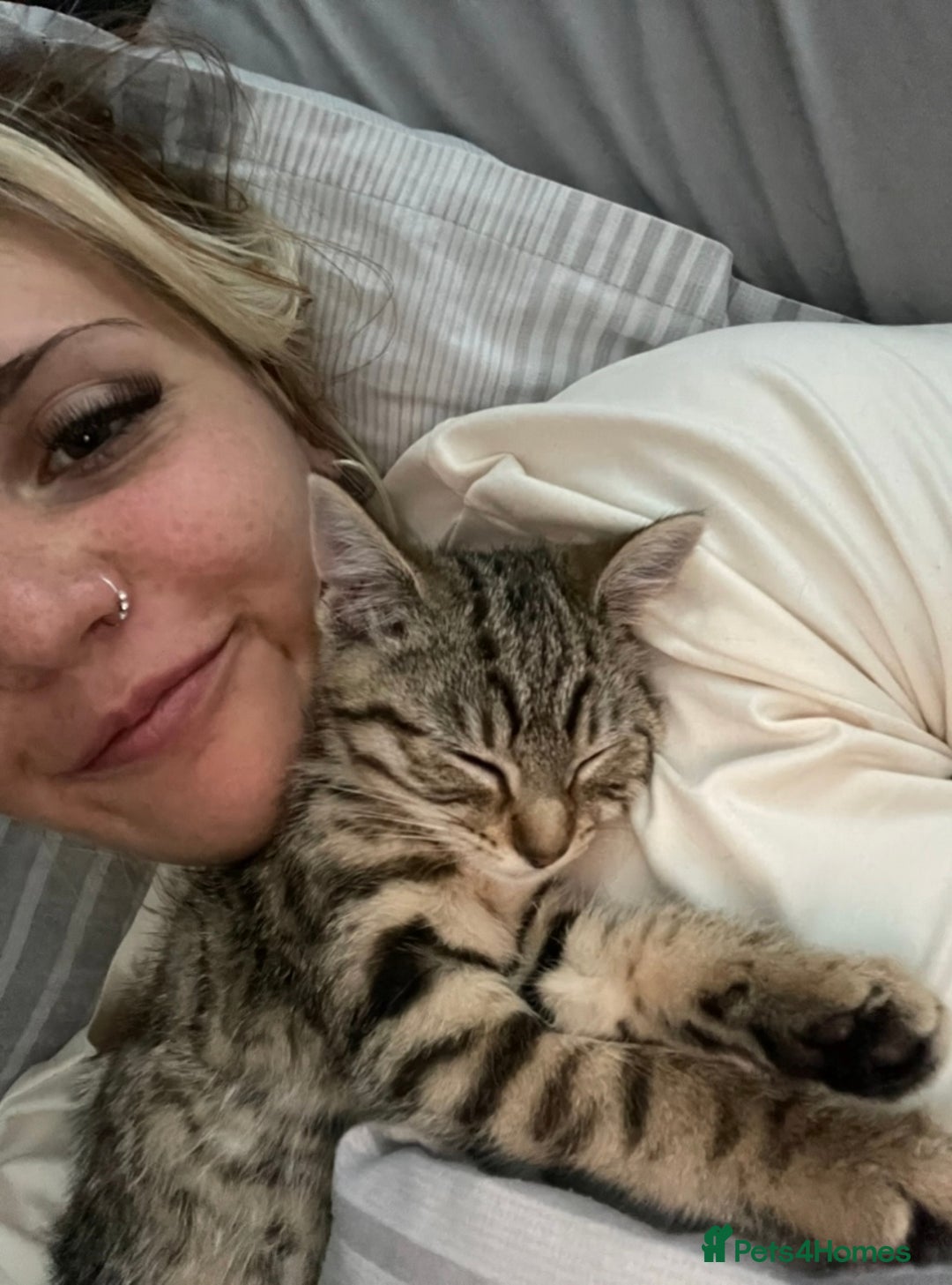British Shorthair cats for sale: 6 month old Tabby kitten - Image 3