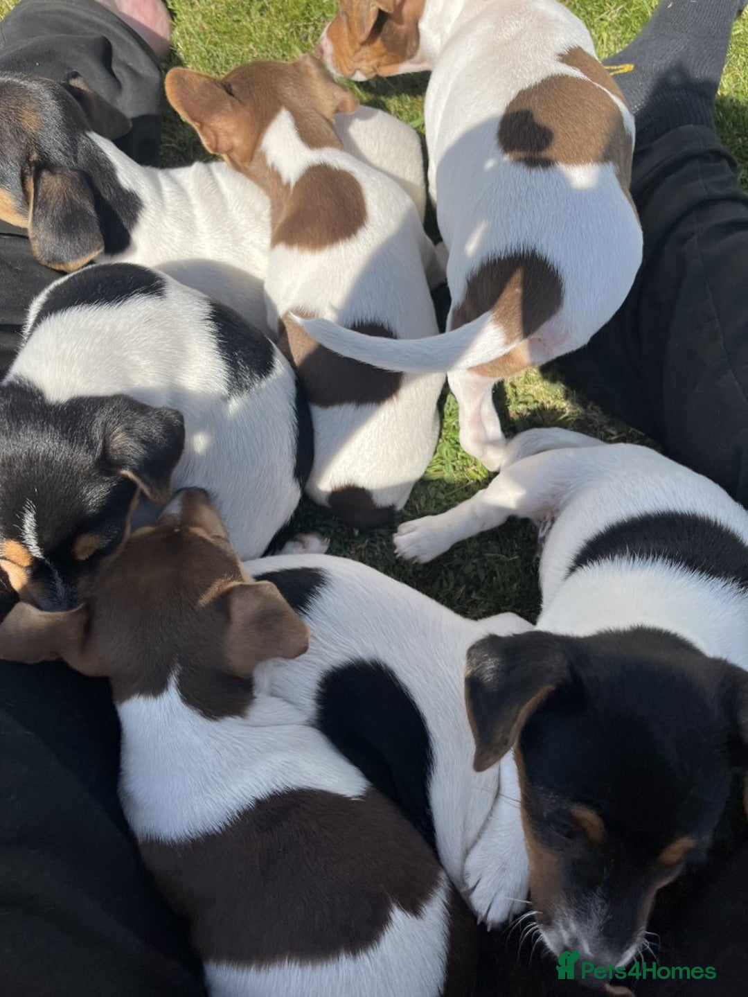 Jack Russell dogs for sale: Playful Jackrussell puppies for sale - Image 5