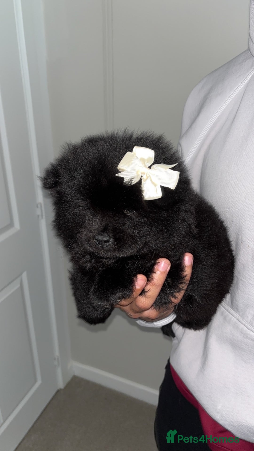 Chow Chow dogs for sale: 5 Gen Pedigree Chow Chow Puppies - Advert 10
