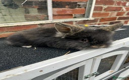 Mini Lion Lop rabbits for sale: Mini liop lops - Image 4