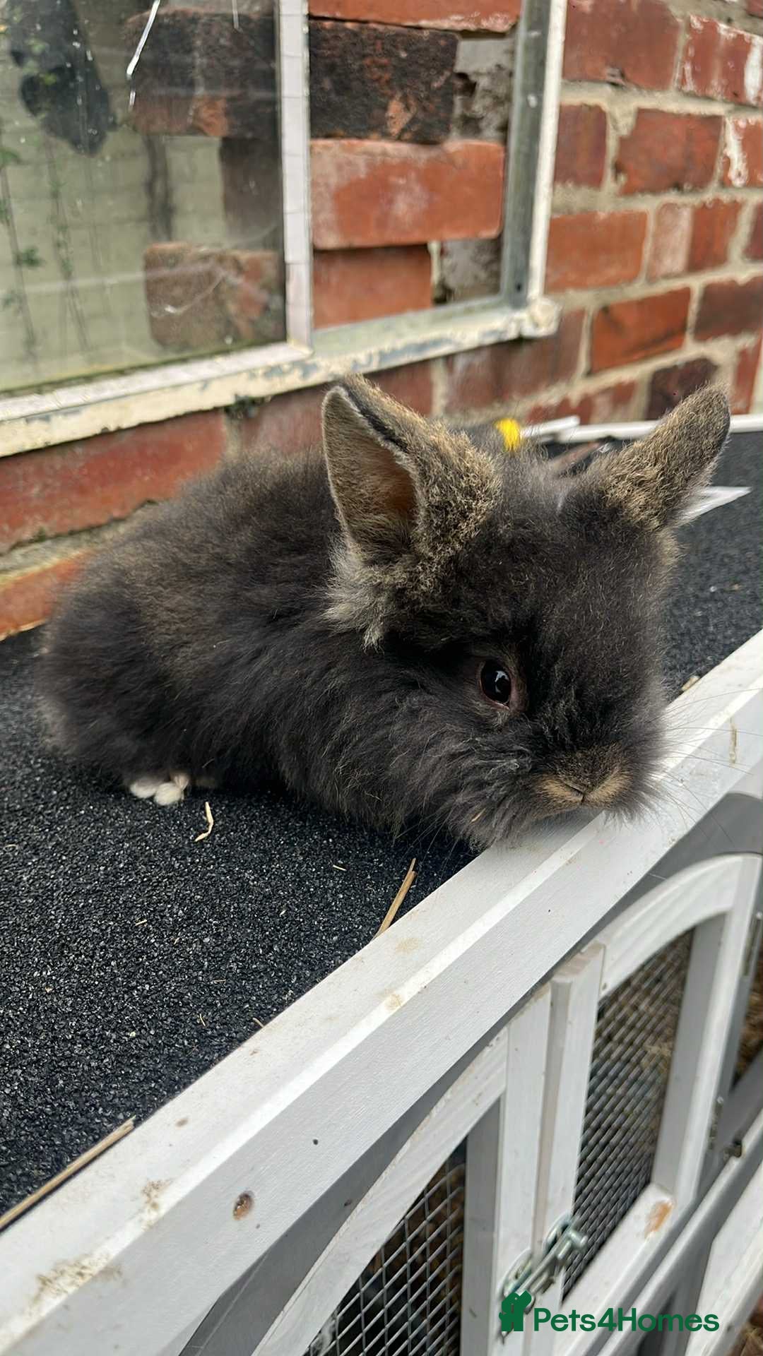 Mini Lion Lop rabbits for sale: Mini liop lops - Image 4