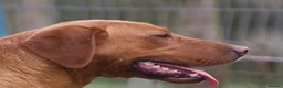 Labrador Retriever dogs for sale: FOX RED LAB PUPS PARENTS EXTENSIVELY HEALTH TESTED - Advert 9